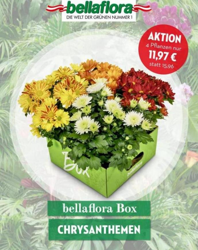Sommerangebote Bellaflora. Bellaflora (2023-08-15-2023-08-15)