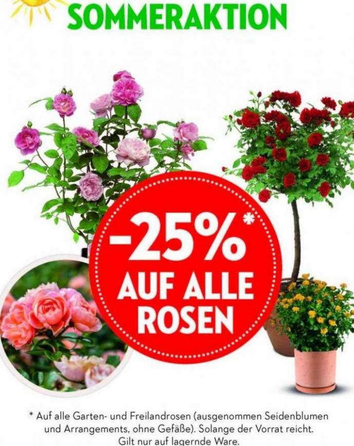 -25% auf alle Rosen. Bellaflora (2023-08-30-2023-08-30)